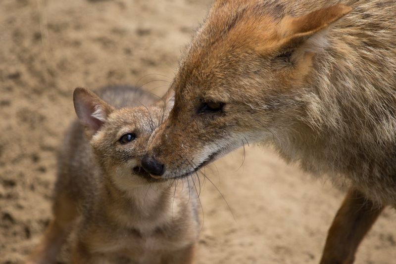 Illustration for article titled ZOMG CONSOLIDATED CUTENESS OF THE BABY ANIMALS!!!